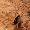 Running Crab Spider (male)