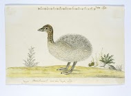 Struthio camelus (Struisvogel)