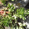 Portulaca oleracea (Verdolaga)