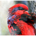 The Blue-streaked Lory