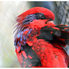 The Blue-streaked Lory