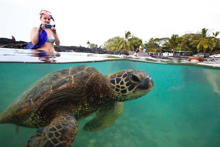 A woman takes a photo of a honu, or sea turtle, in Kealakekua, Hawaii.