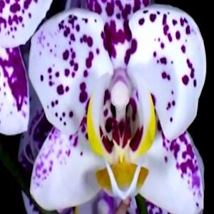 Love Orchid Live Wallpaper.apk 1.1