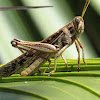 Bird grasshopper