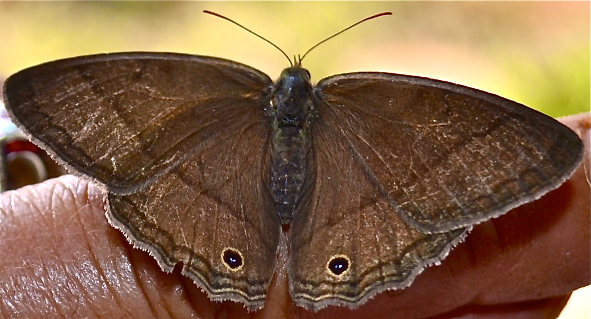 Renata's Satyr Butterfly