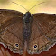 Renata's Satyr Butterfly