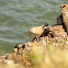 Nankeen Kestrel