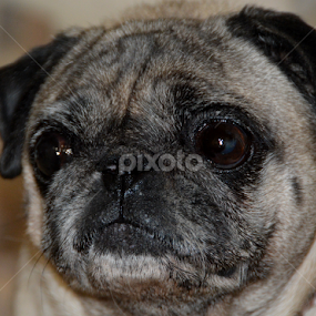 Doggy Face 2 by Rita Uriel - Animals - Dogs Portraits