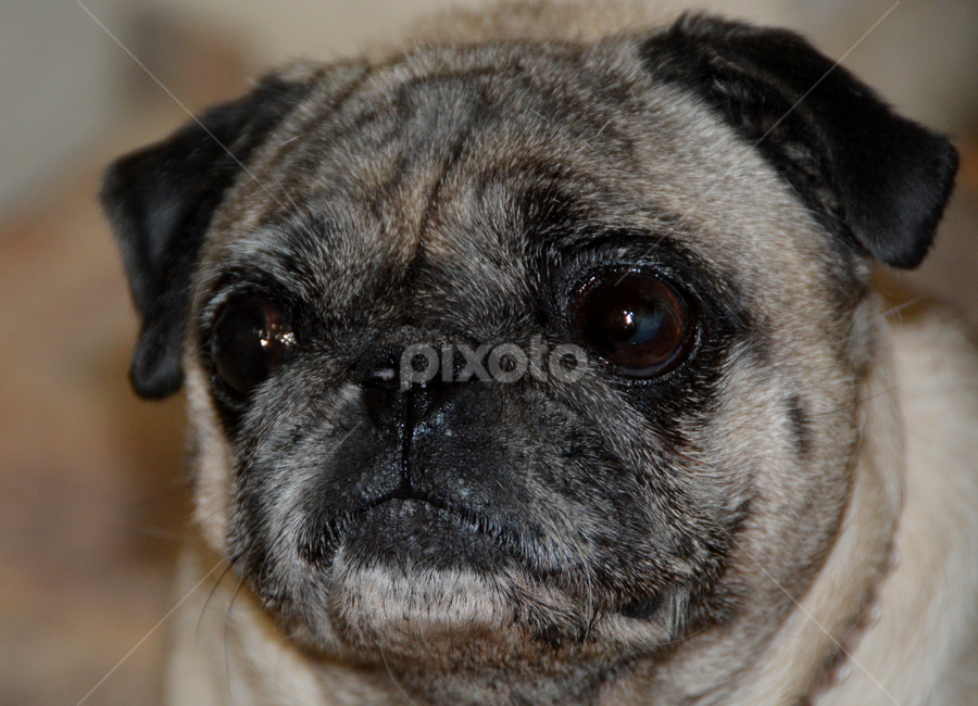 Doggy Face 2 by Rita Uriel - Animals - Dogs Portraits