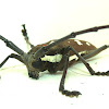 Mango Longhorn Beetle