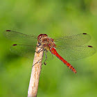 common Darter (male)