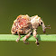 Small Weevil