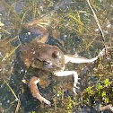 American Bullfrog eating Northern Leopard Frog