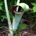 Jack in a pulpit
