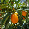 kumquat o quinoto