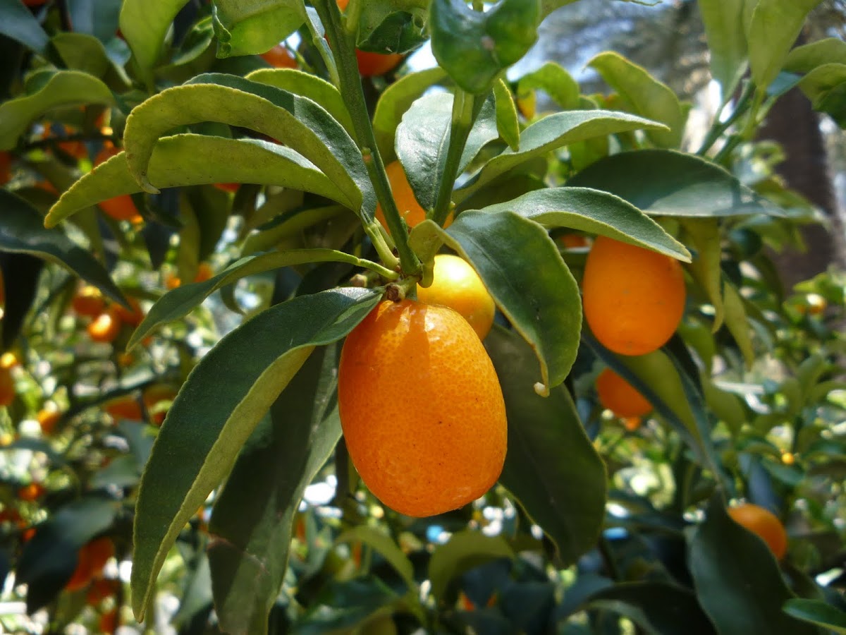 kumquat o quinoto Project Noah