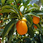 kumquat o quinoto