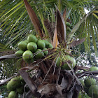 Coconut Tree