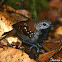 Gray-bellied Antbird