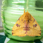 Io Moth