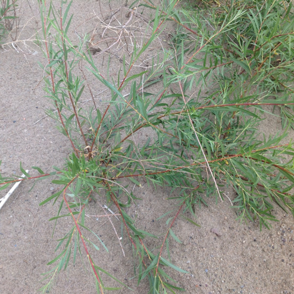 Narrowleaf Willow Project Noah