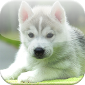 Husky Wallpapers HD icon