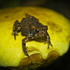Fowler's Toad (on bolete)