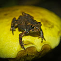Fowler's Toad (on bolete)