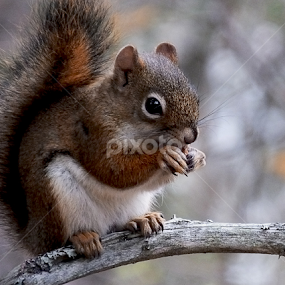 by Christiane Ouellet - Animals Other