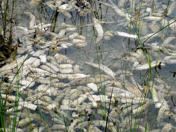 Everglades Periphyton | Project Noah