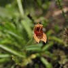 Pleurothallis,  Orquídea