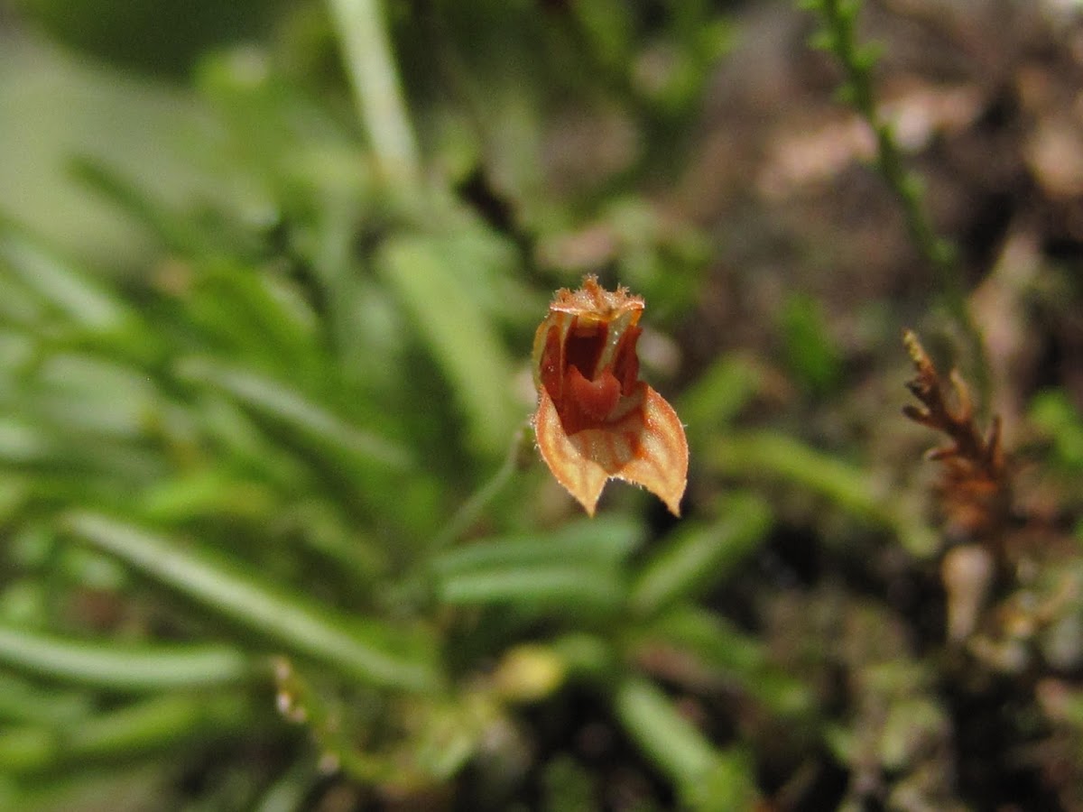 Pleurothallis,  Orquídea