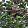 Common Koel (female)