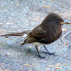 Black Phoebe