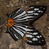 Common Mapwing Butterfly
