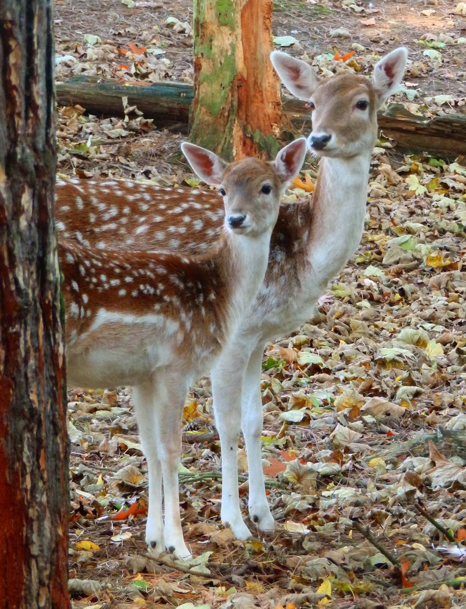 Chital (hinds and fawns)