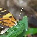 The Orange-spotted Tiger Clearwing