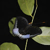 Common Archduke Butterfly