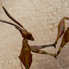 Dry Leaf Praying Mantis