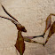 Dry Leaf Praying Mantis