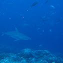 Galápagos shark