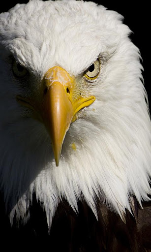 Eagle wallpaper