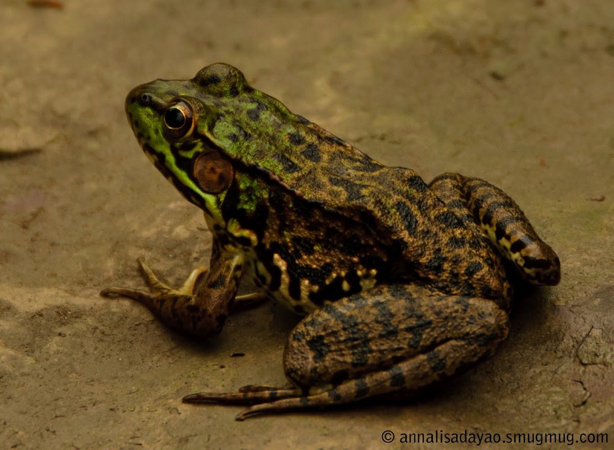 North American Green Frog/ Bronze Frog