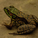 North American Green Frog/ Bronze Frog