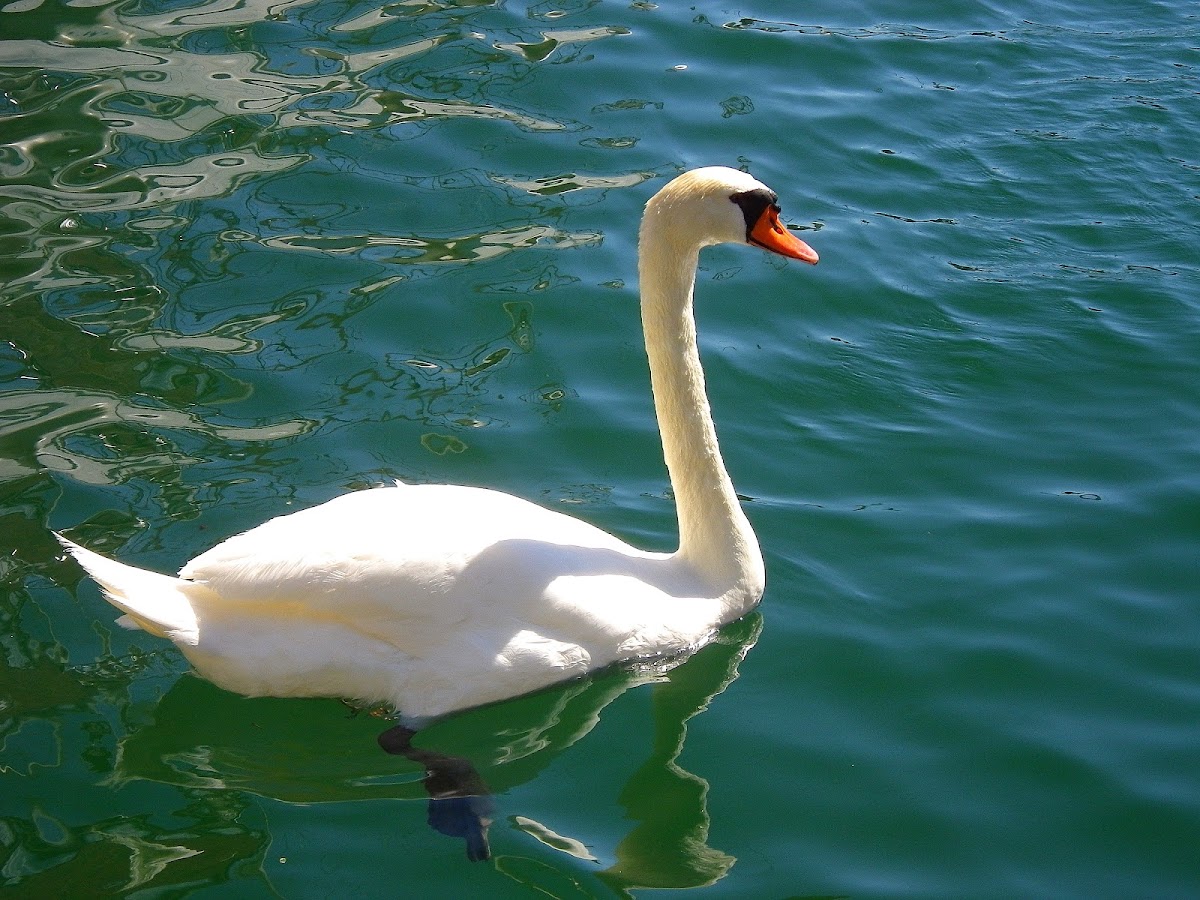 Mute swan, crvenokljuni labud