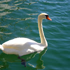 Mute swan, crvenokljuni labud