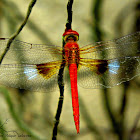 Coral-tailed Cloud Wing ♂