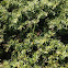 Yew bush
