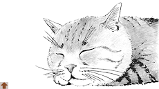 大人の塗り絵 猫 Androidアプリ Applion