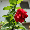 Rose Hibiscus